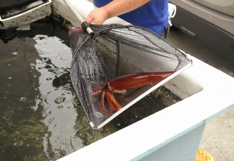 施設には生簀があり、そこで活かしたイカなどを調理